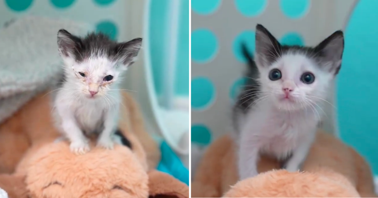Pogledajte čudesnu transformaciju mačića koji je pronađen pothranjen i bolestan