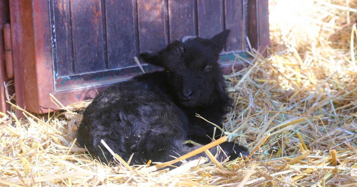 Crno janje s bijelim čuperkom zvijezda je Dječjeg zooa u Zagrebu
