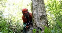 Šefu u Hrvatskim šumama se sudilo za krađu drva. Sud: To nije kazneno djelo