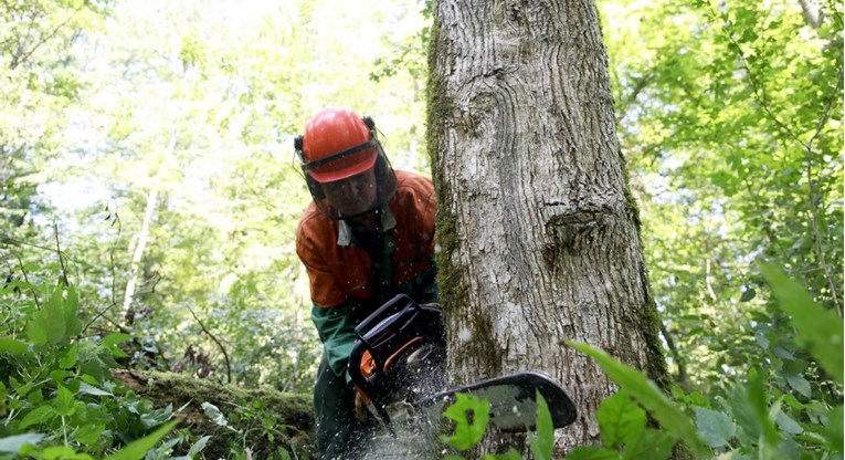 Šefu u Hrvatskim šumama se sudilo za krađu drva. Sud: To nije kazneno djelo