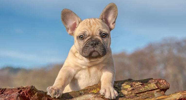 Razmišljate o francuskom buldogu? Evo što trebate imati na umu prije kupnje
