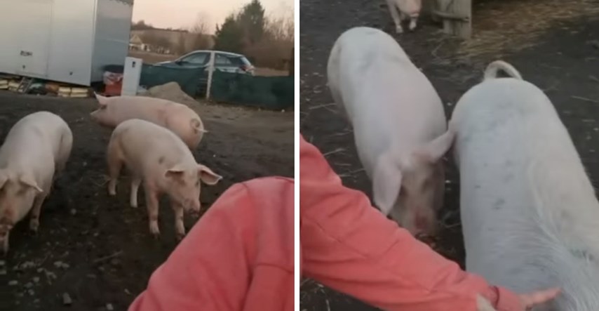 VIDEO "Nitko nema ovakve followere": Tri svinje obožavaju pratiti svoju udomiteljicu