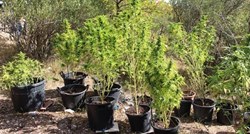 48-godišnjakinja kod Makarske uzgajala travu, našli joj 4 kg marihuane i 96 stabljika