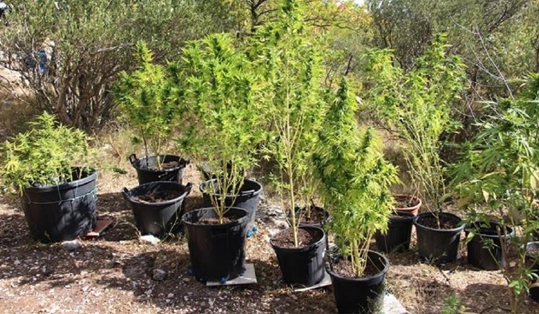 Uhićena žena (48) koja je kod Makarske uzgajala marihuanu. Imala 96 stabljika