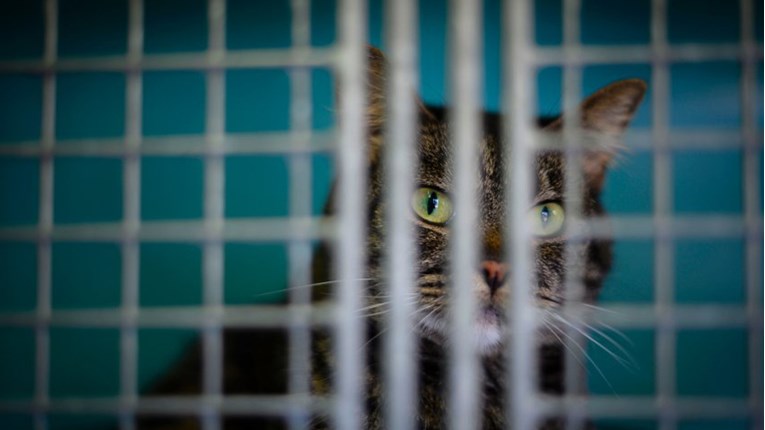 Zatvorski čuvari uhvatili mačku koja je pokušala unijeti mobitel u zatvor