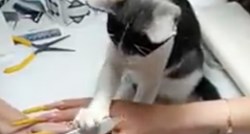 Mačka tijekom manikure zgrabila rašpicu i zapanjila klijenticu
