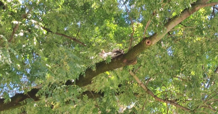 Mačka u šetnji odjurila na stablo, zagrebački vatrogasci je spasili pa poslali apel