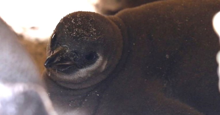 Najstarija pingvinka na svijetu postala je mama