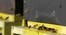 Državni inspektorat povukao proizvod za prihranu pčela