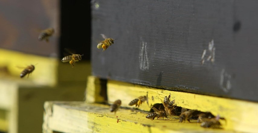 Državni inspektorat povukao proizvod za prihranu pčela