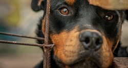 Psi bi mogli biti opasniji nakon lockdowna, upozorava Američki kinološki klub