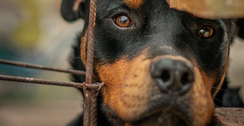 Psi bi mogli biti opasniji nakon lockdowna, upozorava Američki kinološki klub