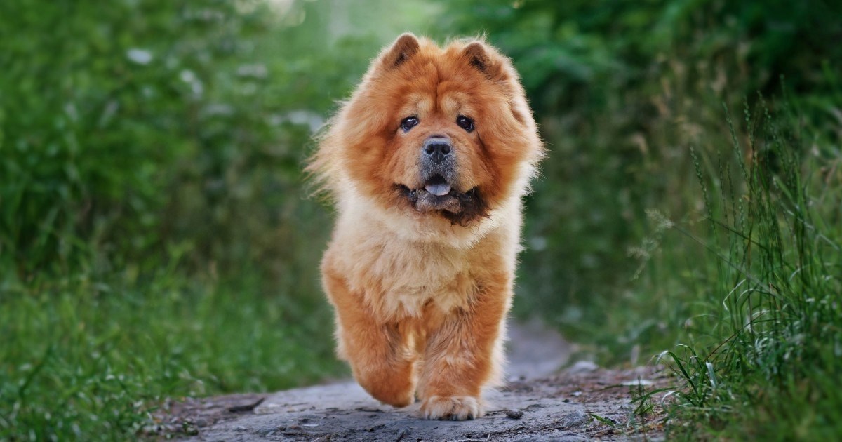 Tri tvrdoglave pasmine pasa koje je najteže dresirati (ali nije nemoguće)