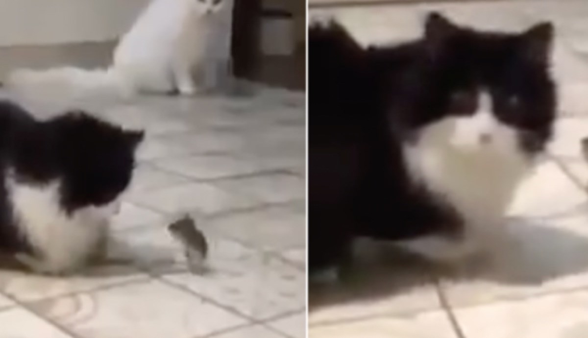 Čovjek objavio urnebesan videooglas: "Prodajem dvije beskorisne mačke"