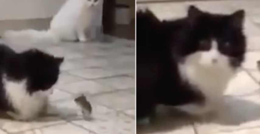 Čovjek objavio urnebesan videooglas: "Prodajem dvije beskorisne mačke"