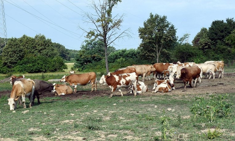 Stočari bijesni zbog smrti krava. Javio se vlasnik krave na kojoj je otkrivena bolest