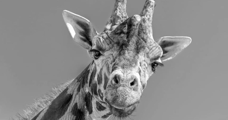 Najstariji europski mužjak žirafe eutanaziran u bečkom ZOO-u