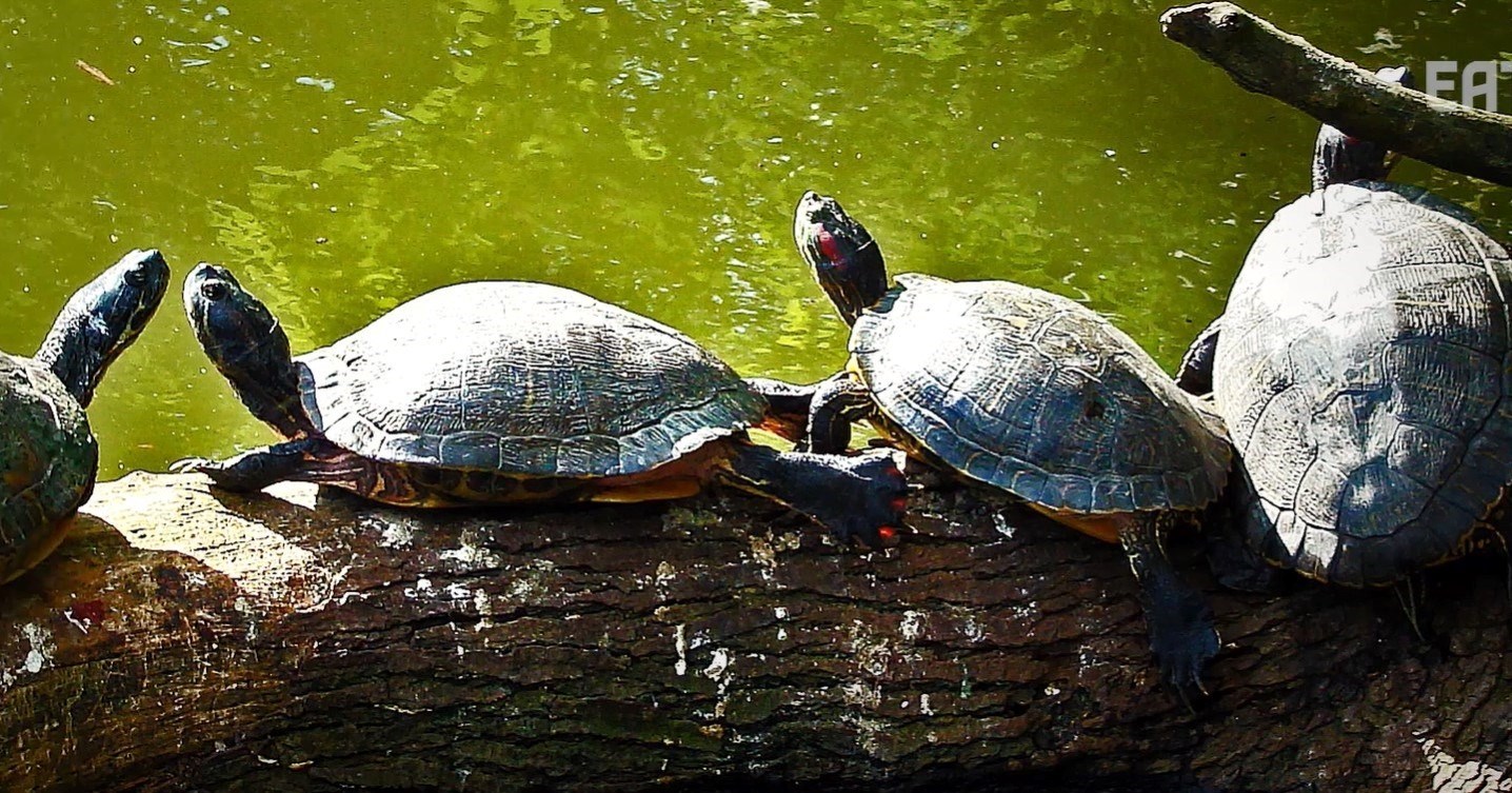 Prije 150 godina ovo jelo bilo je delicija vrhunskih restorana, a onda je nestalo
