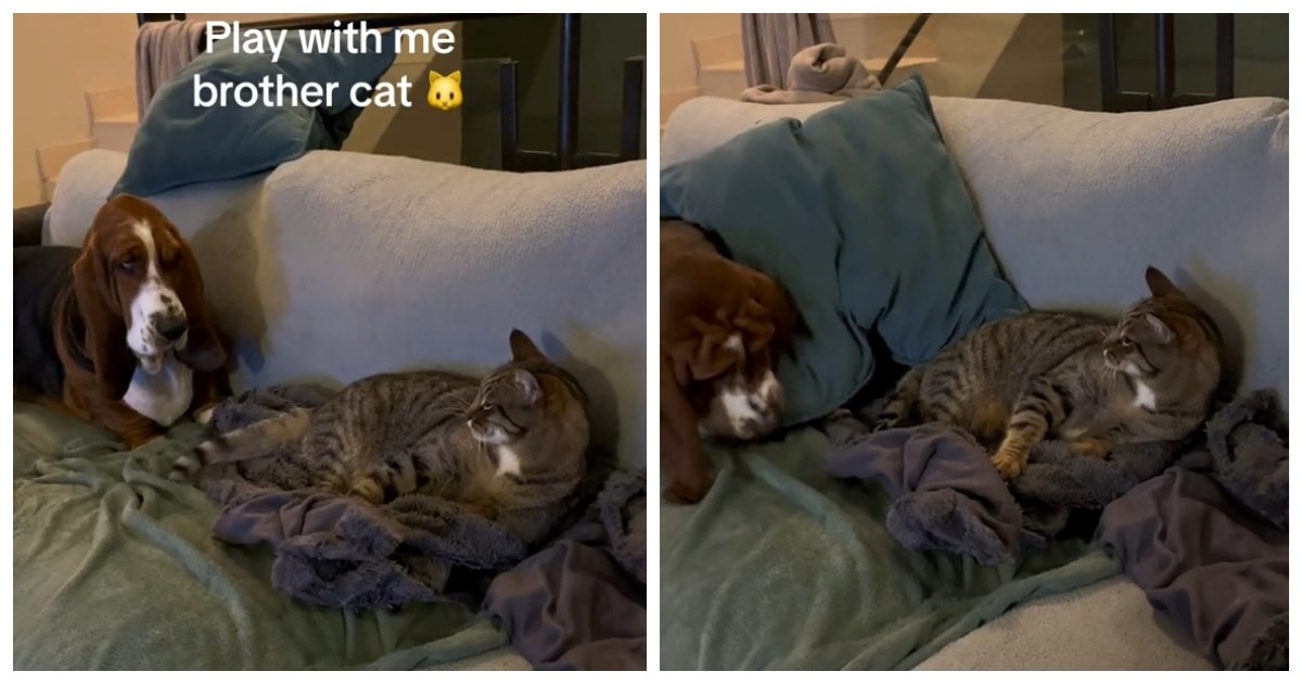 Kujica se pokušala igrati s mačkom, evo kako je on reagirao na to