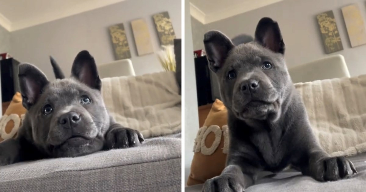 Mješanka čau čaua i stafordskog bulterijera osvaja internet. Ljudi pišu: "Preslatka"