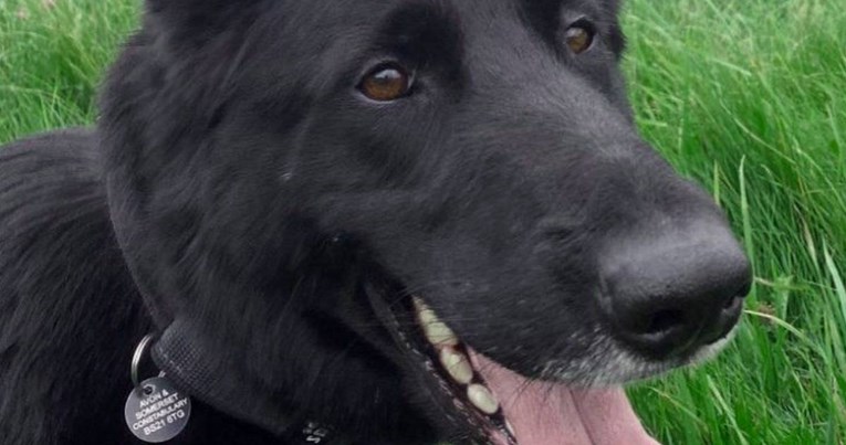 Policijski pas u Engleskoj ozlijeđen dok je hvatao provalnike, morali su ga uspavati