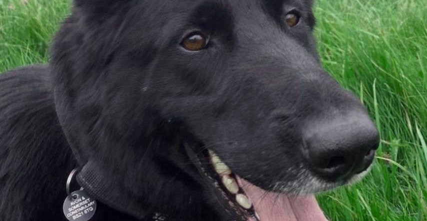 Policijski pas u Engleskoj ozlijeđen dok je hvatao provalnike, morali su ga uspavati