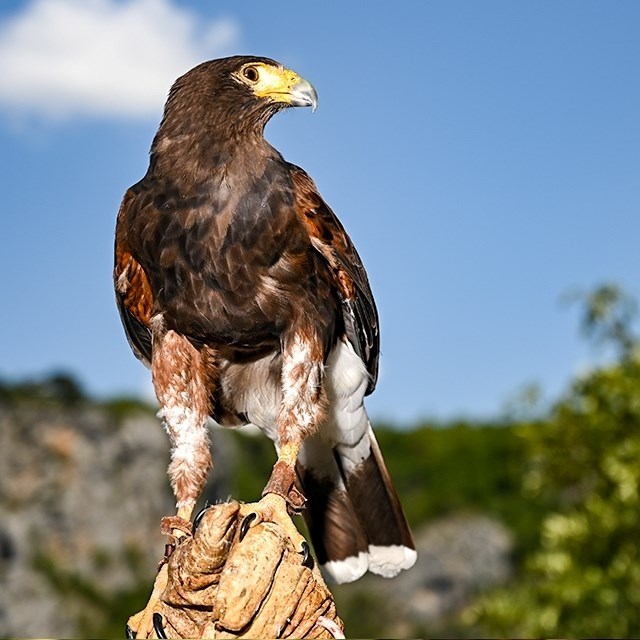 Ovo je Seka, američka jastrebica koja čuva Modro jezero. Zovu je "leteći vuk"
