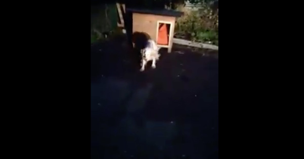 Čovjek usred noći ostavio psa pred skloništem, ali zaboravio na jedan detalj