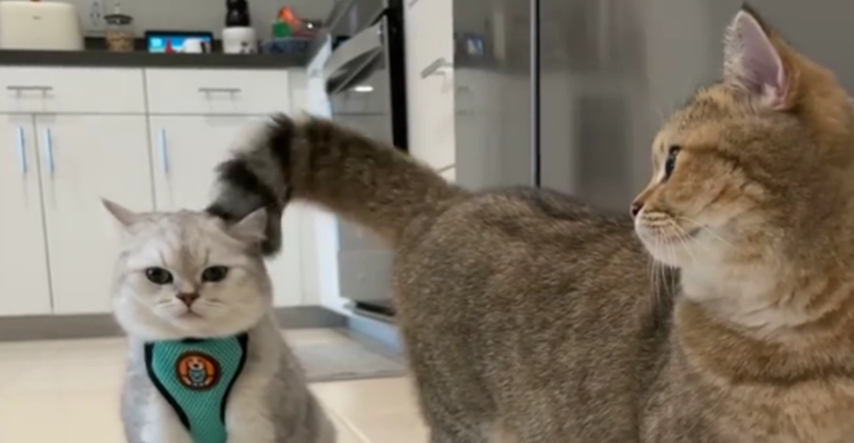 Zbog onoga što jedna mačka radi drugoj repom, video je hit: "Baš ga zadirkuje"