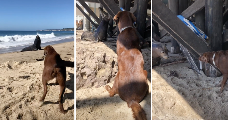 Vlasnica pustila psa da se igra na plaži s morskim lavom pa se našla na meti kritika
