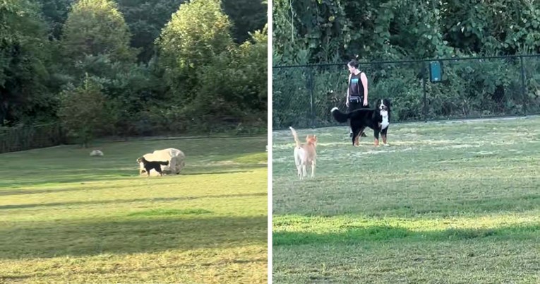 Prizor koji slama srca: Bernski planinski pas panično traži vlasnicu u parku