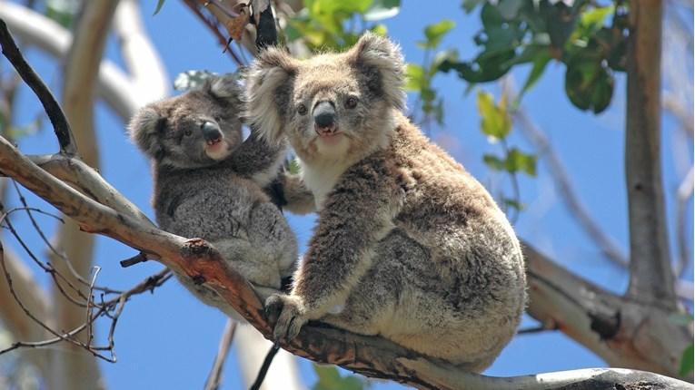 VIDEO Malena uplašena koala zapela je u bodljikavoj žici, no imala je sreće