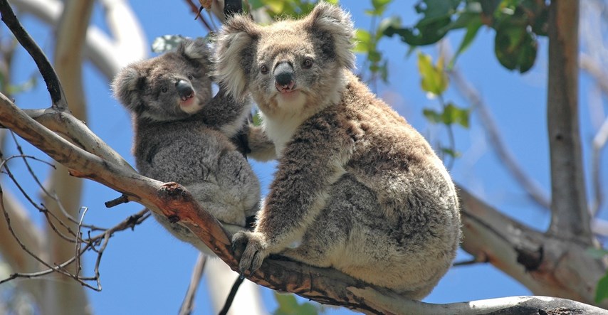 U safari parku u Kini dočekali šestu generaciju mladunaca koala