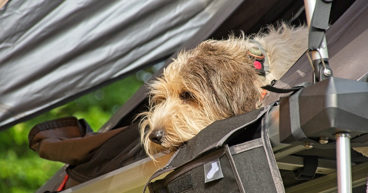 Ove pasmine pasa obožavaju djecu i savršene su za obiteljski život