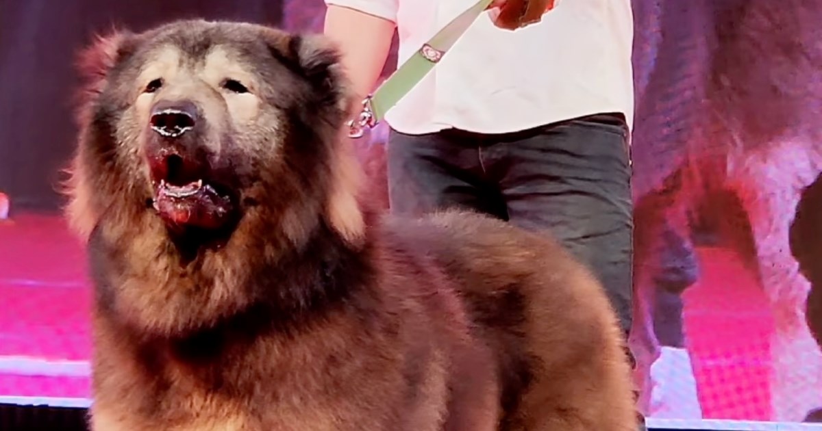 Rijetki križanac vuka i ovčara prodan za rekordnih 5.7 milijuna dolara