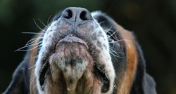 Psi mogu unaprijed nanjušiti epileptički napadaj