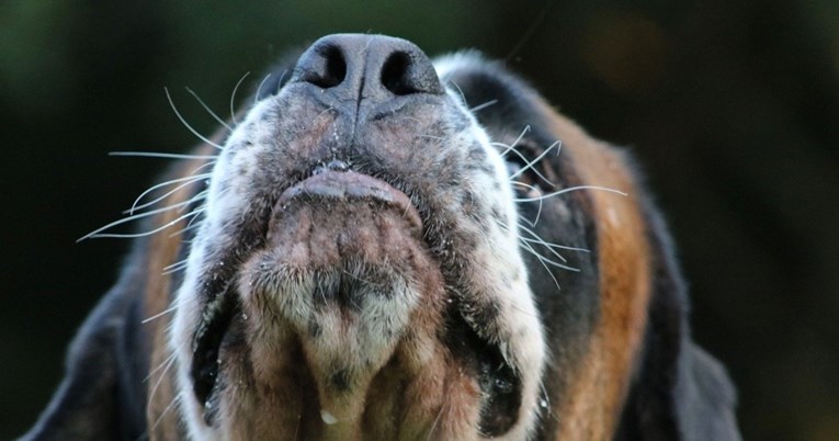 Psi mogu unaprijed nanjušiti epileptički napadaj