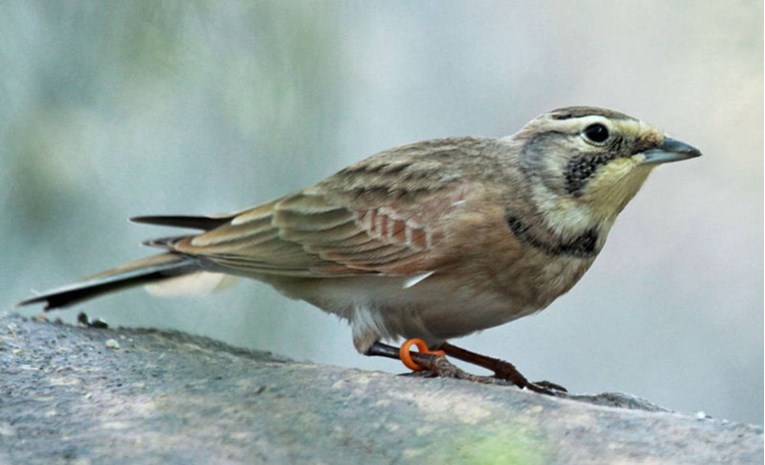 Zaleđena ptica pronađena u Sibiru stara je 46.000 godina