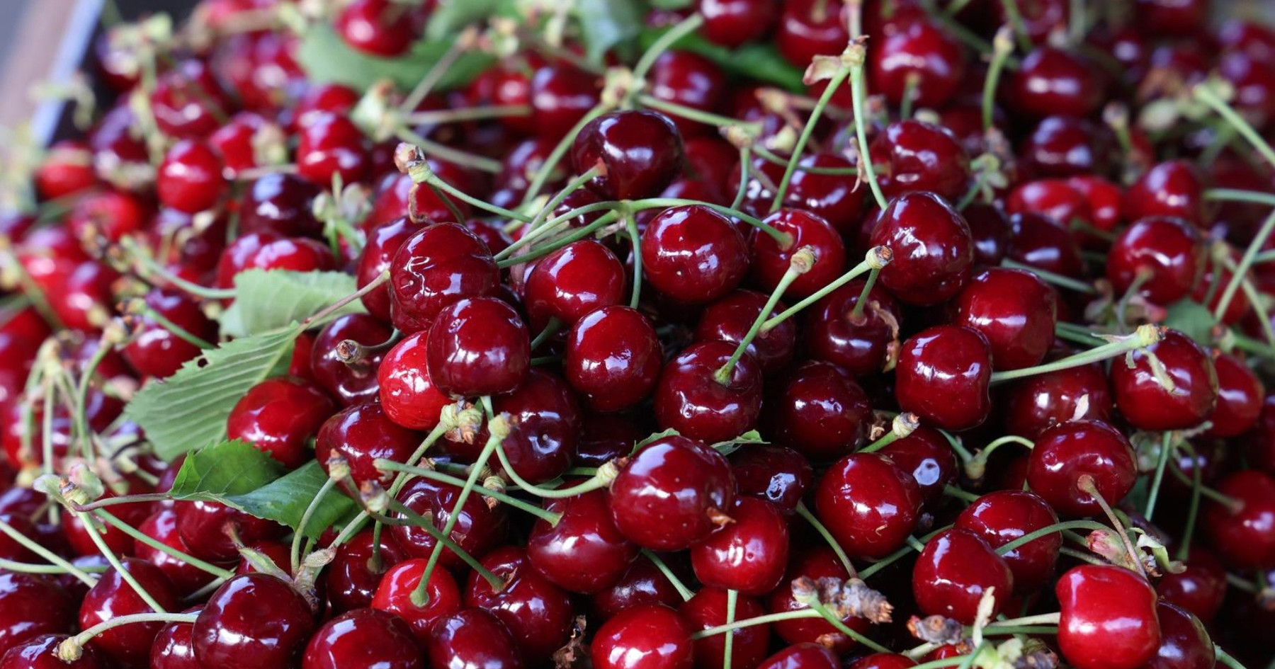 Benkovački sajam pun trešanja, a janjetina se gotovo cjenovno izjednačila s trešnjama