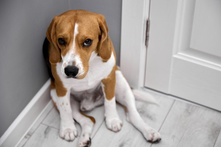 10 znakova koji pokazuju da vam se pas pokušava ispričati