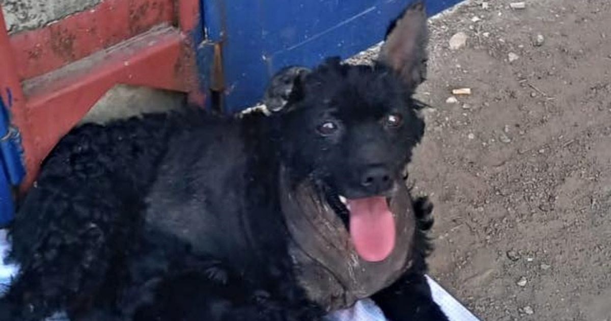 Potresna objava o životu kujice Đine: "Ovo je, ljudi, Slavonija u 21. stoljeću"