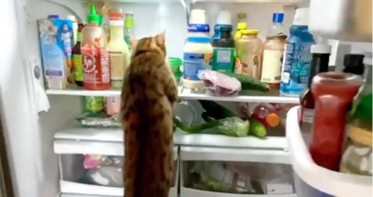 Mačka je vidjela pun frižider, ono što je potom napravila nasmijalo je tisuće