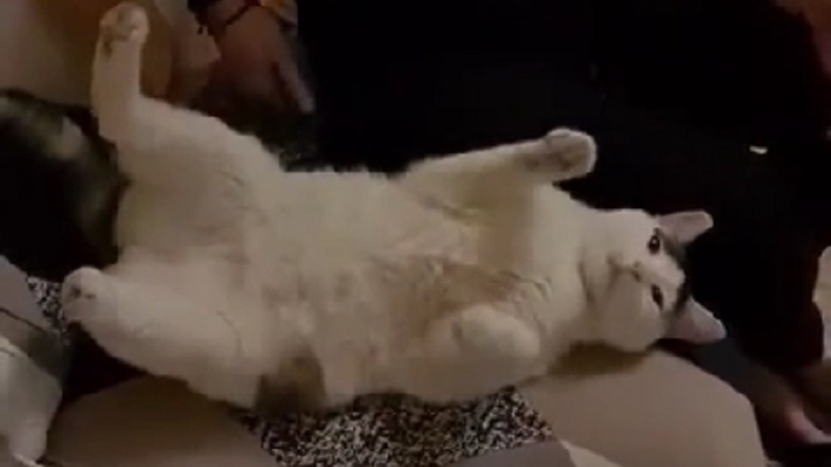 Mačka postala hit na internetu, video nasmijao milijune ljudi