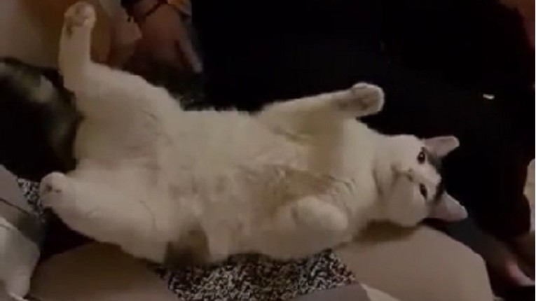Mačka postala hit na internetu, video nasmijao milijune ljudi