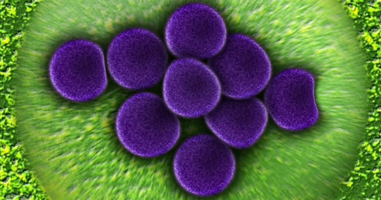 Otkriven novi zastrašujući način razvoja otpornosti bakterija na antibiotike