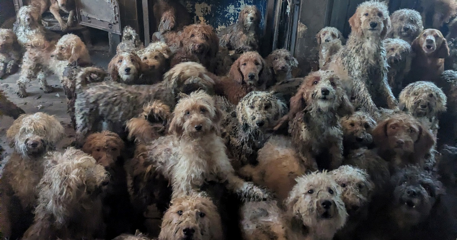 Britansku udrugu optužili da je objavila AI fotografije pasa. "Nismo, ovo je stvarno"