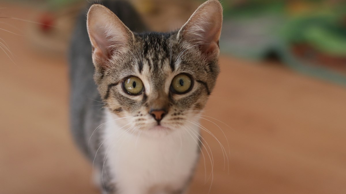 Mačke iz Udruge 9 života imaju samo jednu želju. Pronaći topli dom - pomozimo im