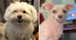Vlasnica pokazala izgled psa nakon posjeta frizeru, ljudi govore: To nije isti pas