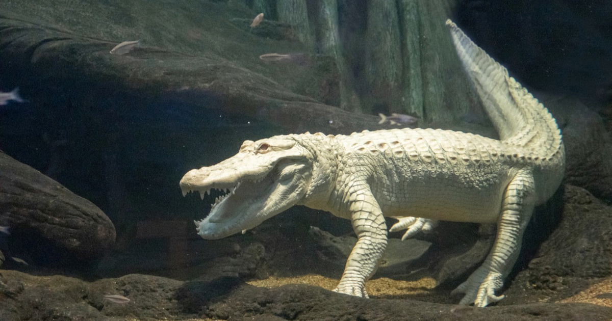 Uginuo Claude, omiljeni albino aligator iz San Francisca. Imao je 30 godina