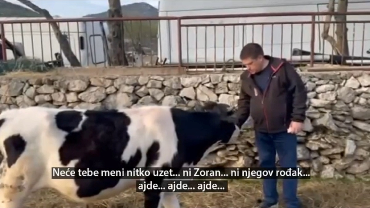 Butković objavio video s kravom: "Zorane, stvarno bi mi i nju uzeo?"